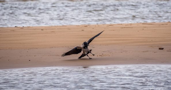 Black Headed Crow on a Latvian beach. Nikkor 300mm