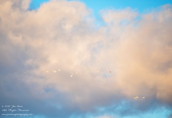 Swans flying in a stormy cloudscape. Nikkor 300mm