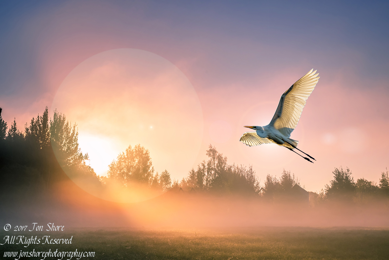 Egret in Sunrise