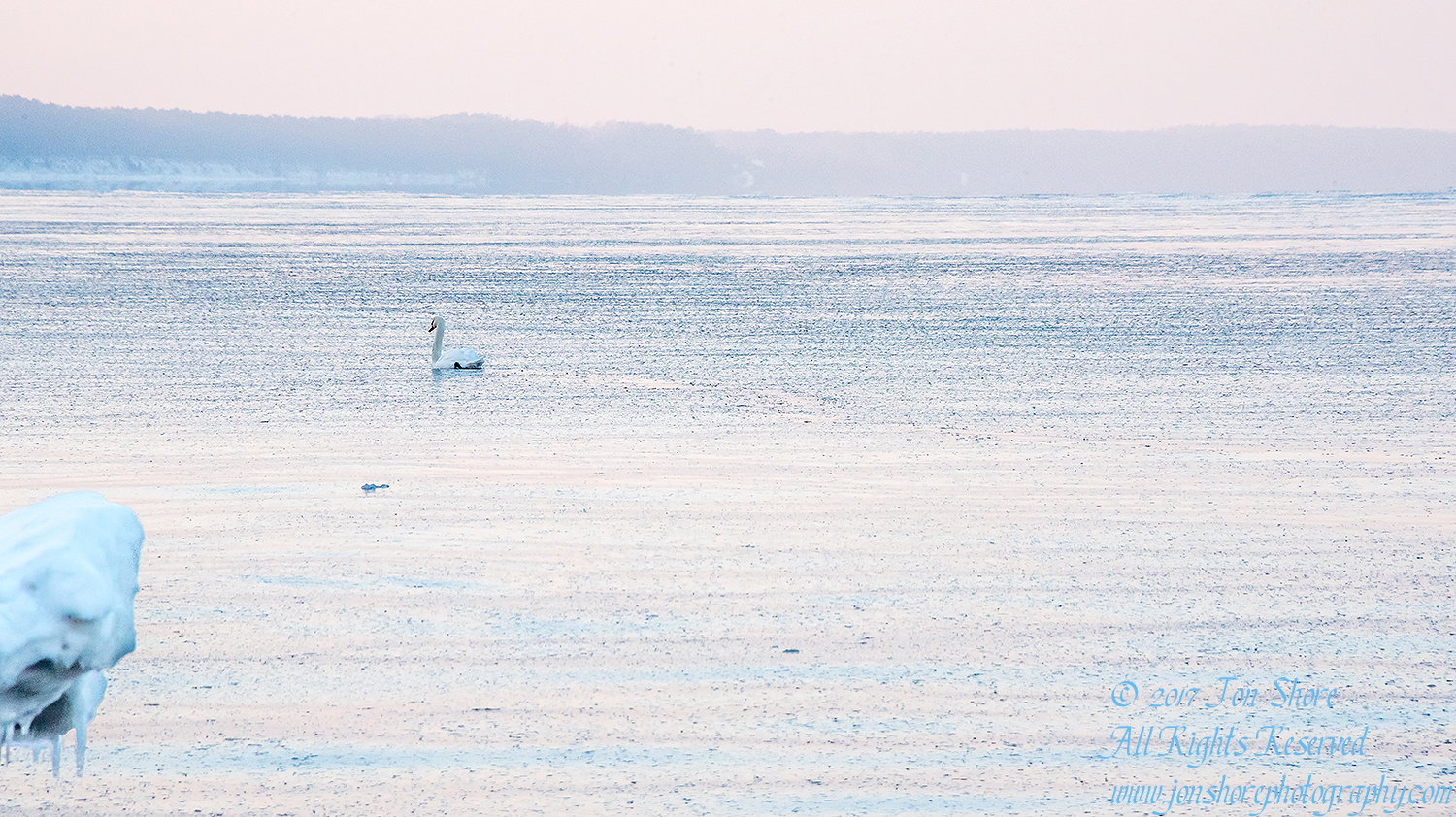 Swan swimming across the almost frozen sea. Nikkor 300mm