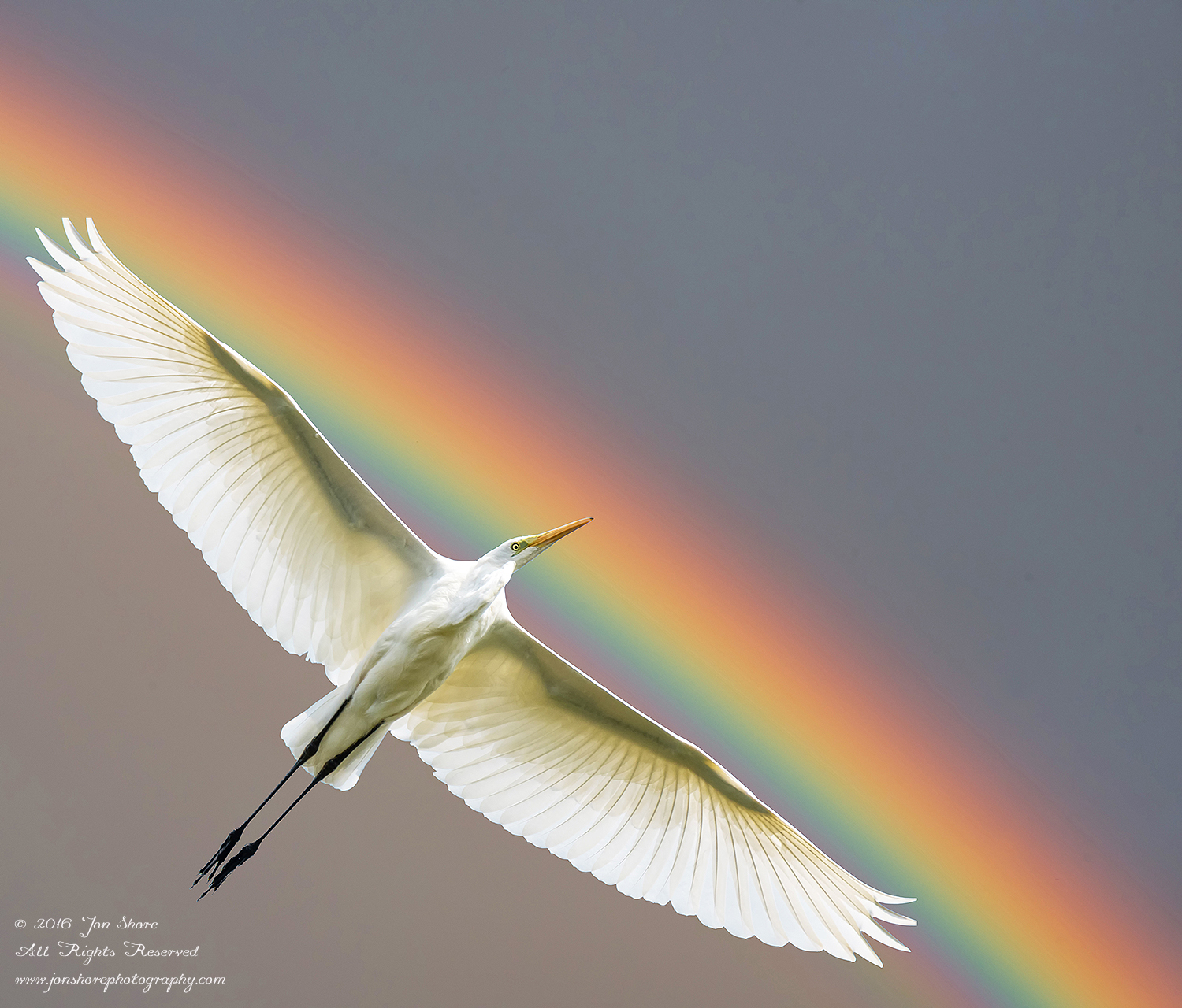 Egret and Rainbow