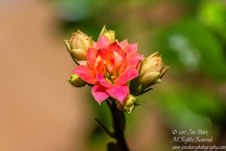 Kalanhoja Blossum 1cm macro. Tamron 90mm macro lens