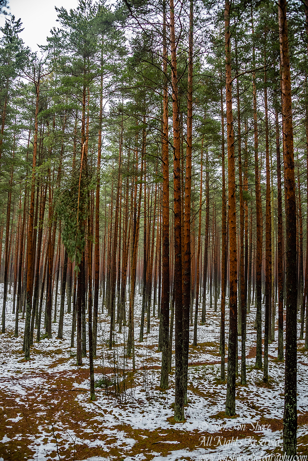Latvian Forest in Winter. Nikkor 28mm