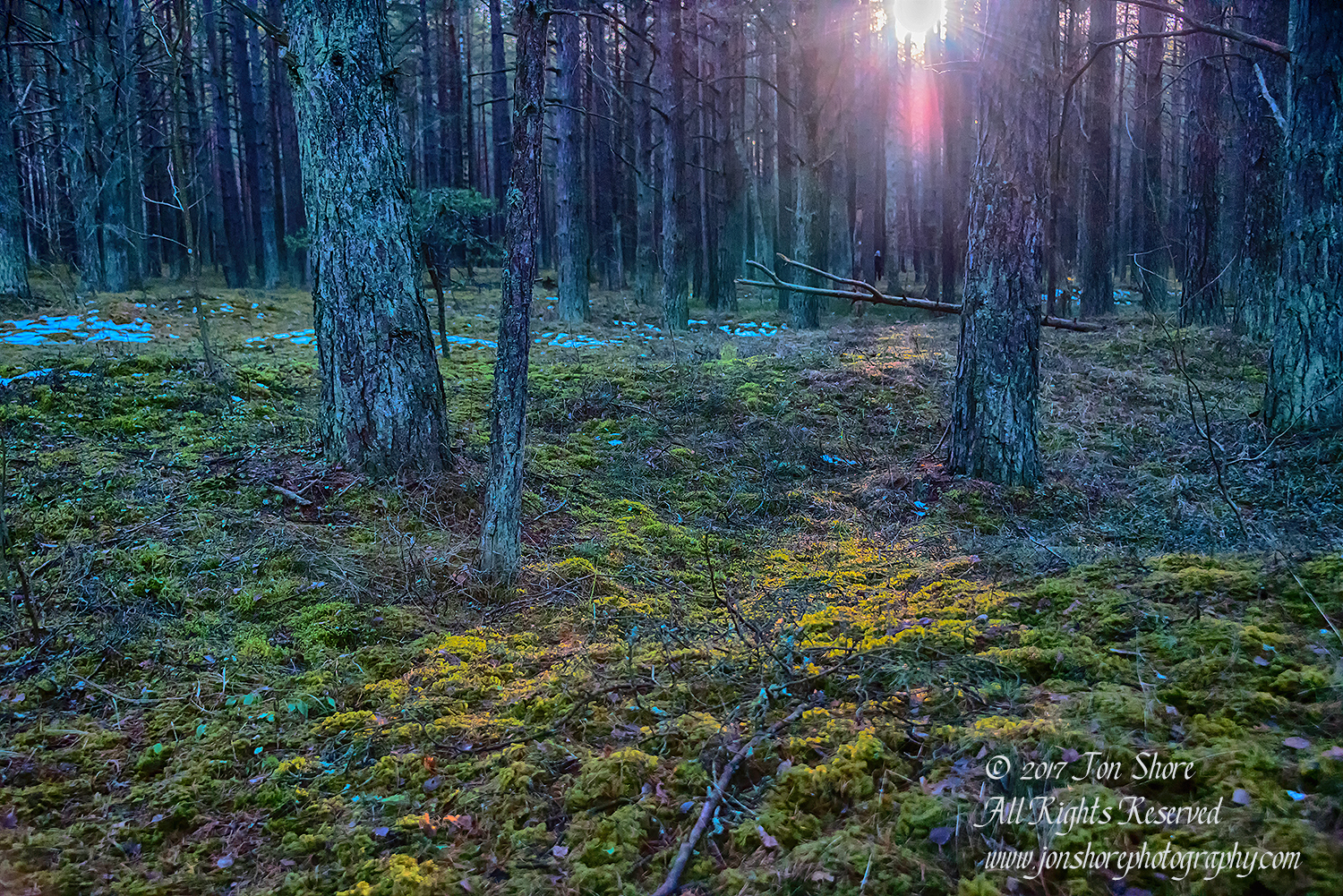 Lielupe Forest in Winter. Nikkor 35mm