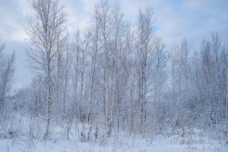 Winter Birch Forest in Latvia. Nikkor 50mm