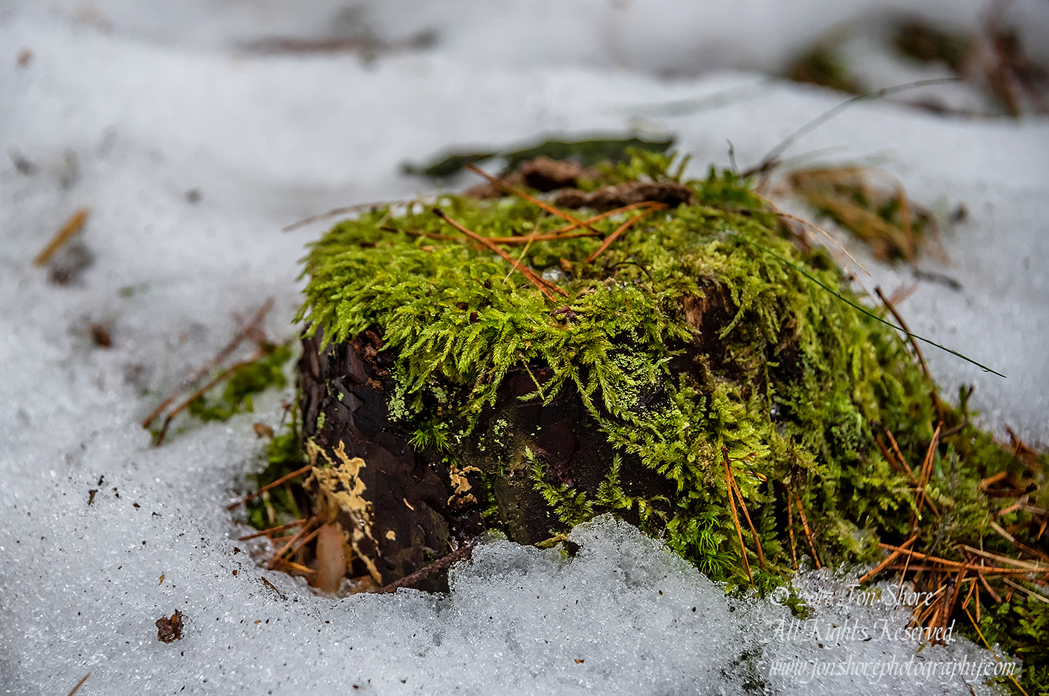 Moss in the Snow. Nikkor 300mm