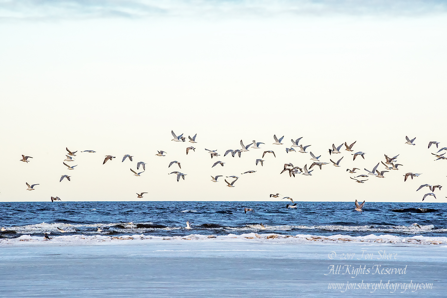 Seagulls over the Baltic Sea in Winter. Nikkor 300mm