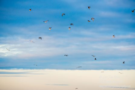 Seagulls over the Baltic Sea in Winter. Nikkor 300mm