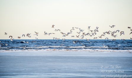 Seagulls over the Baltic Sea in Winter. Nikkor 300mm