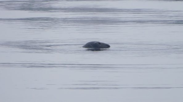 Seal in the Lielupe River. Nikkor 300mm