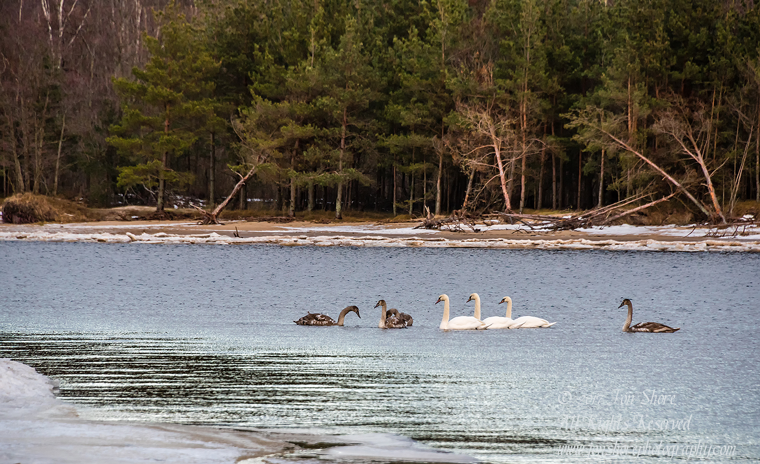 Swans on the Lielupe River in Winter. Nikkor 300mm