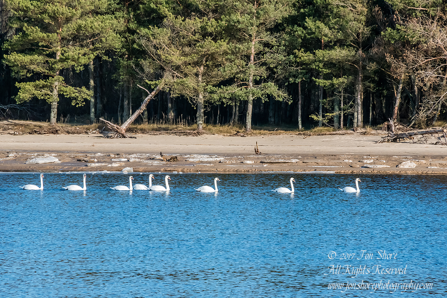 Swans on the Lielupe River in Winter. Nikkor 300mm