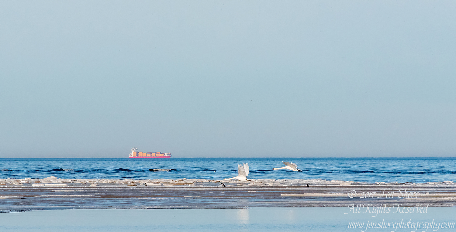 Swans on the Baltic Sea in Winter. Nikkor 300mm