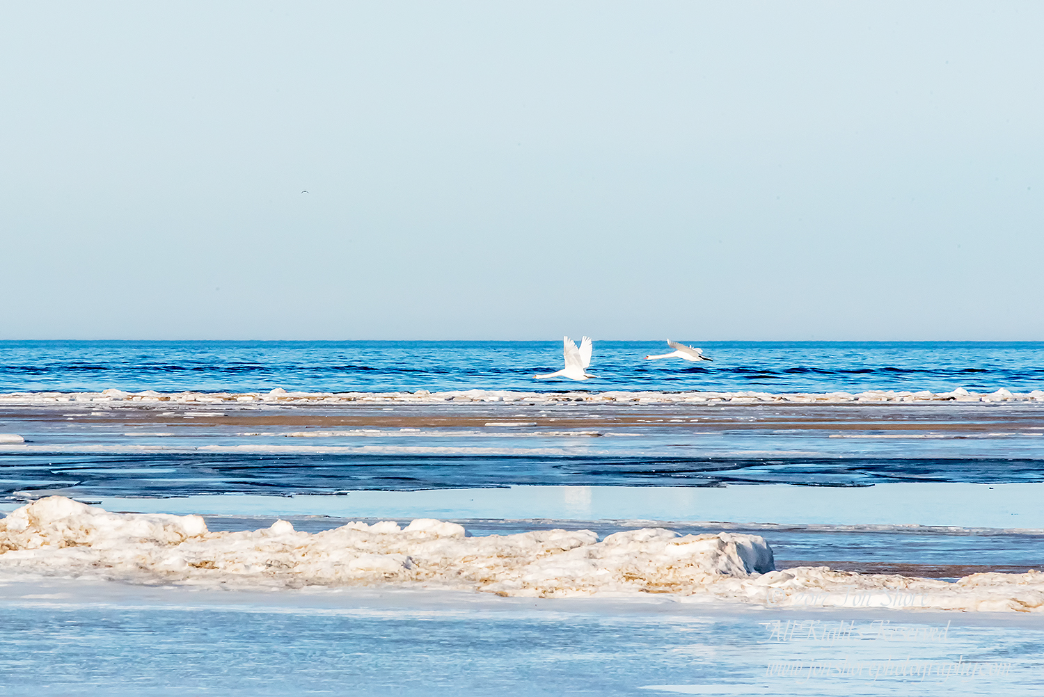 Swans on the Baltic Sea in Winter. Nikkor 300mm