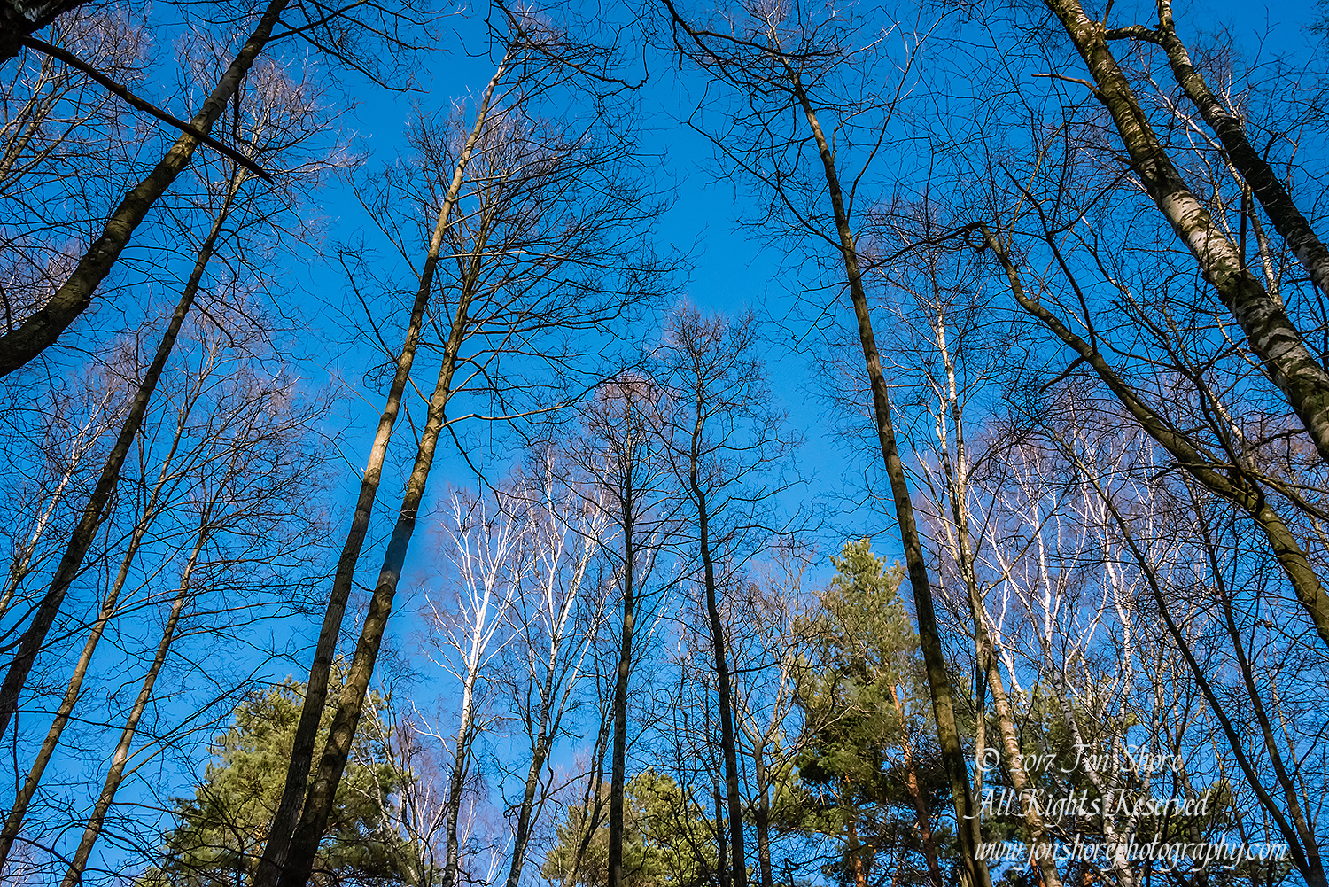 Trees in Latvian Winter. Nikkor 28mm