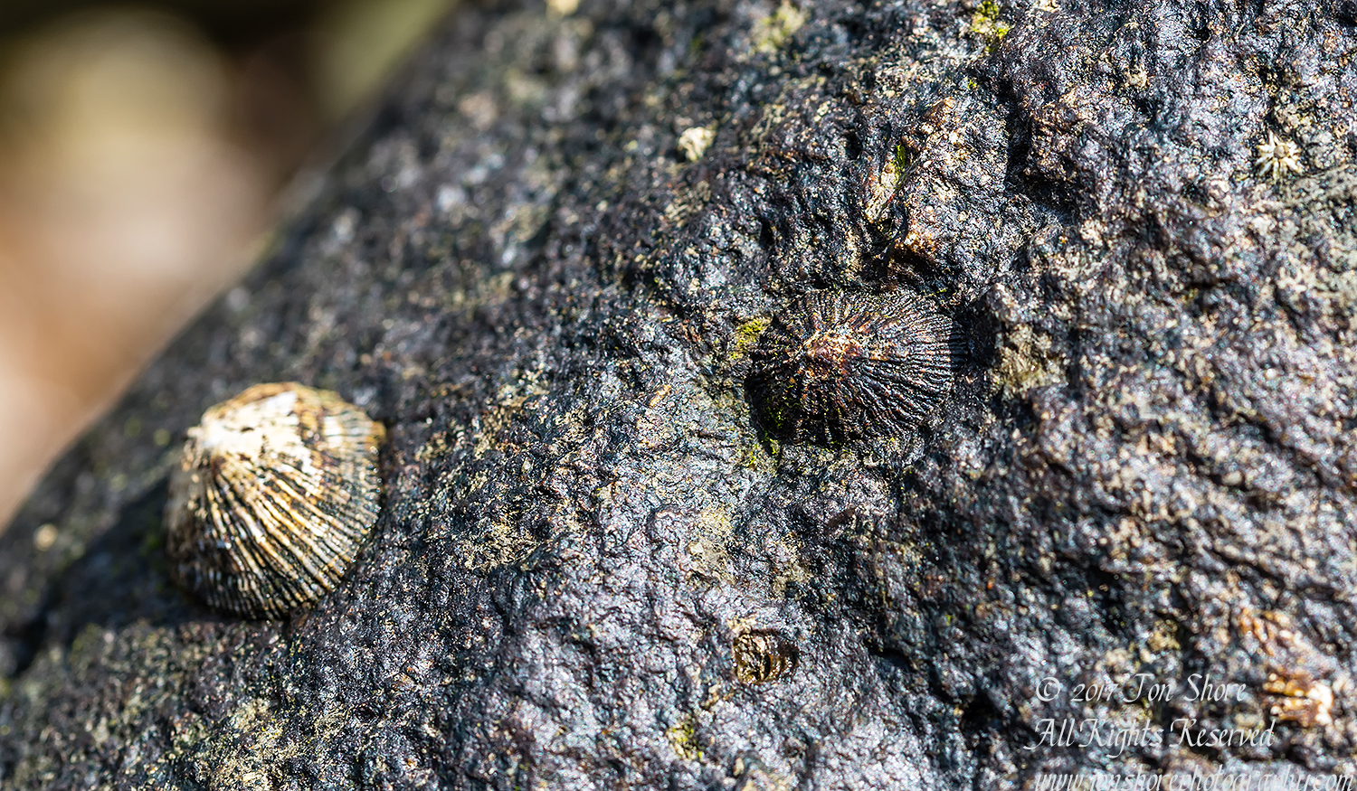 Macro of a prehistoric shell in lava rock. Playa de Cura, Gran Canaria. Tamron 90mm Macro