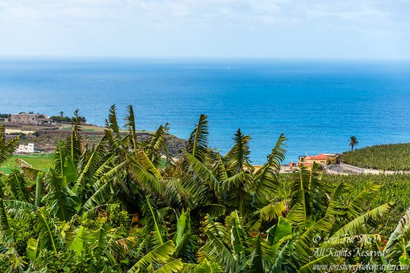 Banana Plantation Gran Canaria