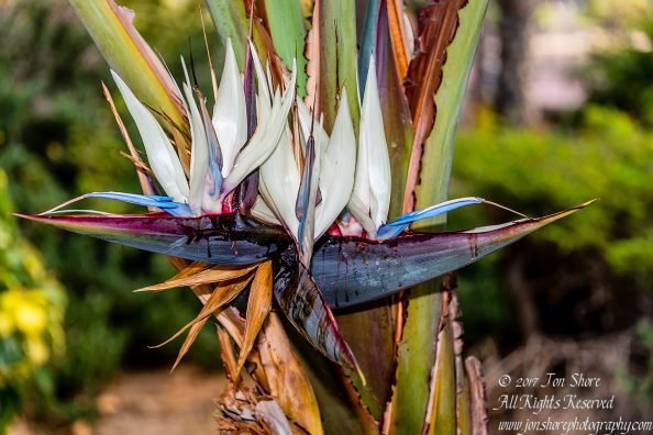 Bird of Paradise, Playa de Amadores, Gran Canaria. Nikkor 200mm