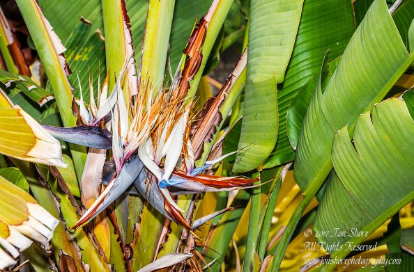 Bird of Paradise, Playa de Amadores, Gran Canaria. Nikkor 200mm