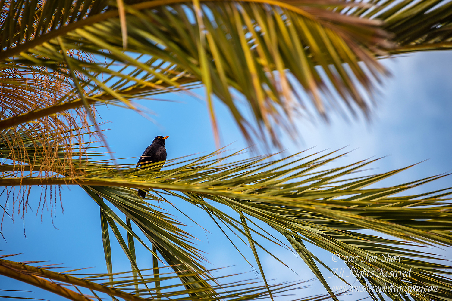 Black Bird in Palm. Playa de Cura, Gran Canaria. Nikkor 300mm