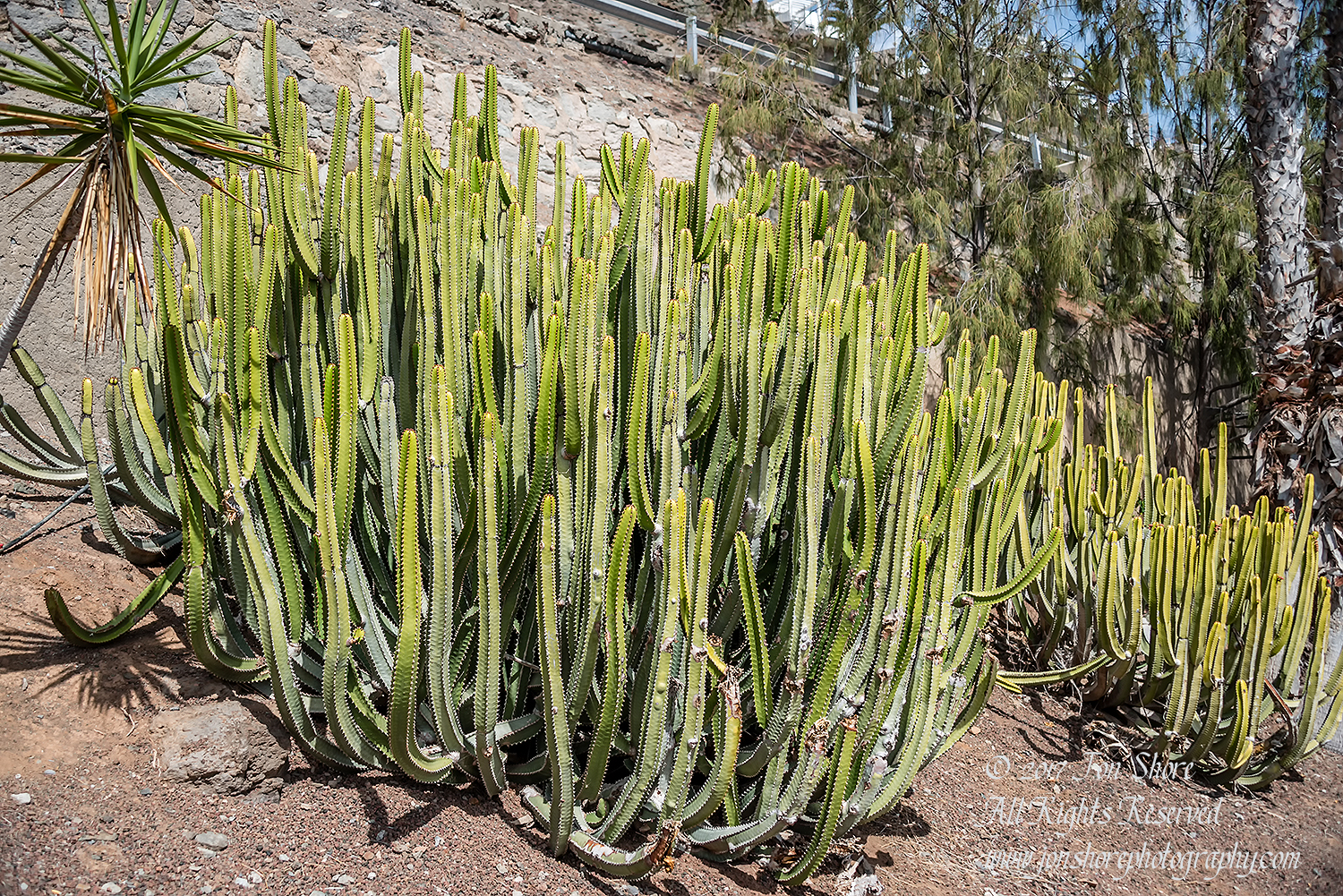 Cactus. Playa de Amadores, Gran Canaria. Nikkor 100mm