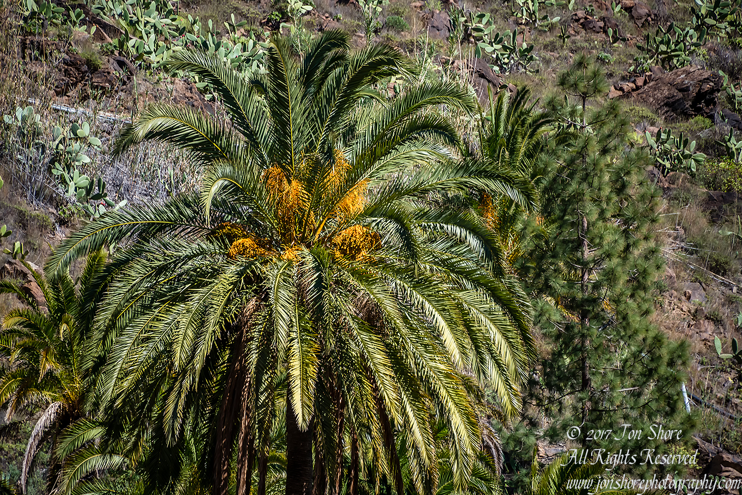 Date Palm Gran Canaria. Nikkor 200mm
