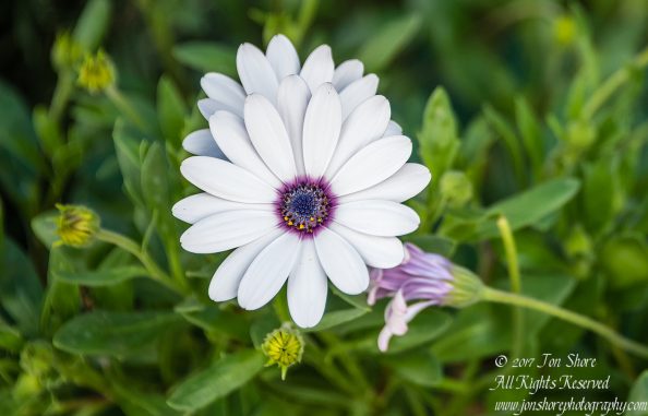 South African Daisy, Fataga, Gran Canaria, Spain. Nikkor 50mm