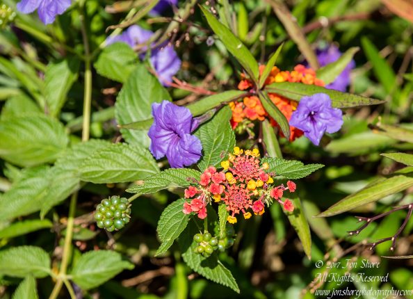 Lantana. Gran Canaria. Nikkor 200mm