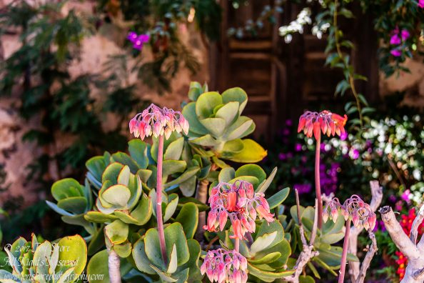 Flowers Gran Canaria. Nikkor 100mm