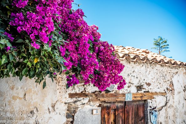 Bougainvillea, Fataga, Gran Canaria, Spain. Nikkor 50mm