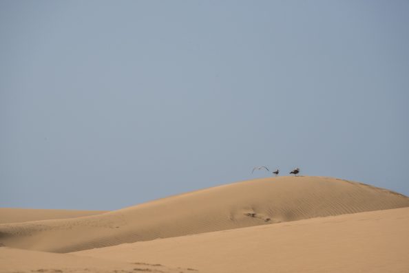Desert at Maspalomas, Gran Canaria. Nikkor 300mm