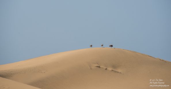 Seagulls on Dunes at Desert at Maspalomas, Gran Canaria. Nikkor 300mm