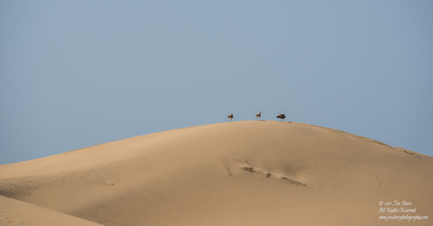 Seagulls on Dunes at Desert at Maspalomas, Gran Canaria. Nikkor 300mm