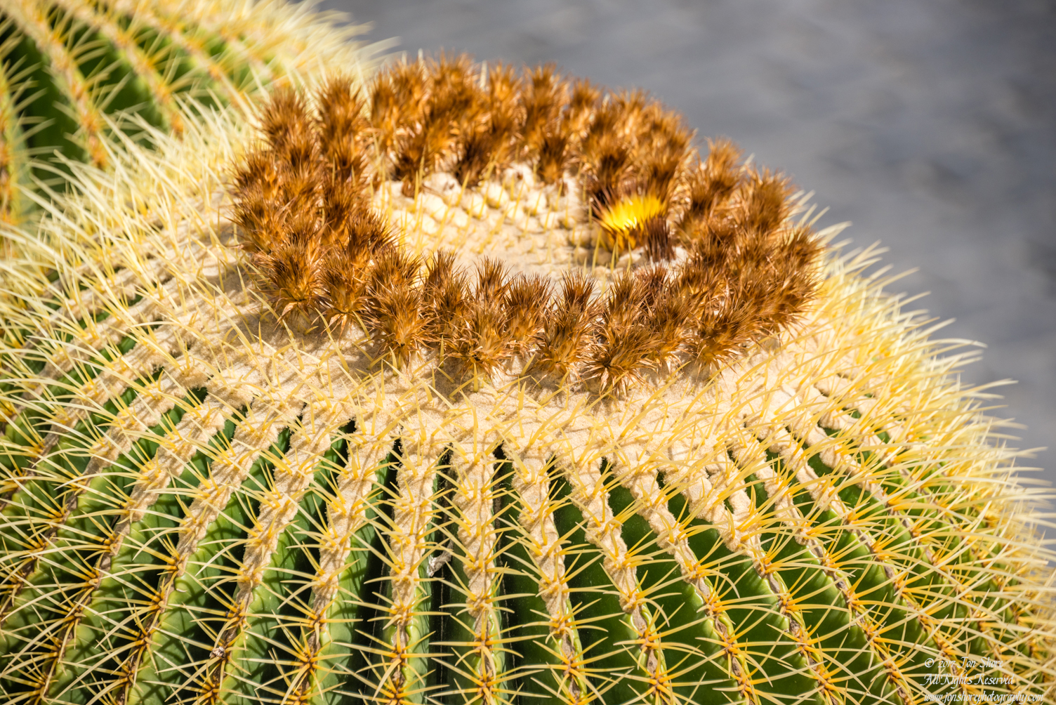 Barrel Cactus Gran Canaria. Nikkor 200mm