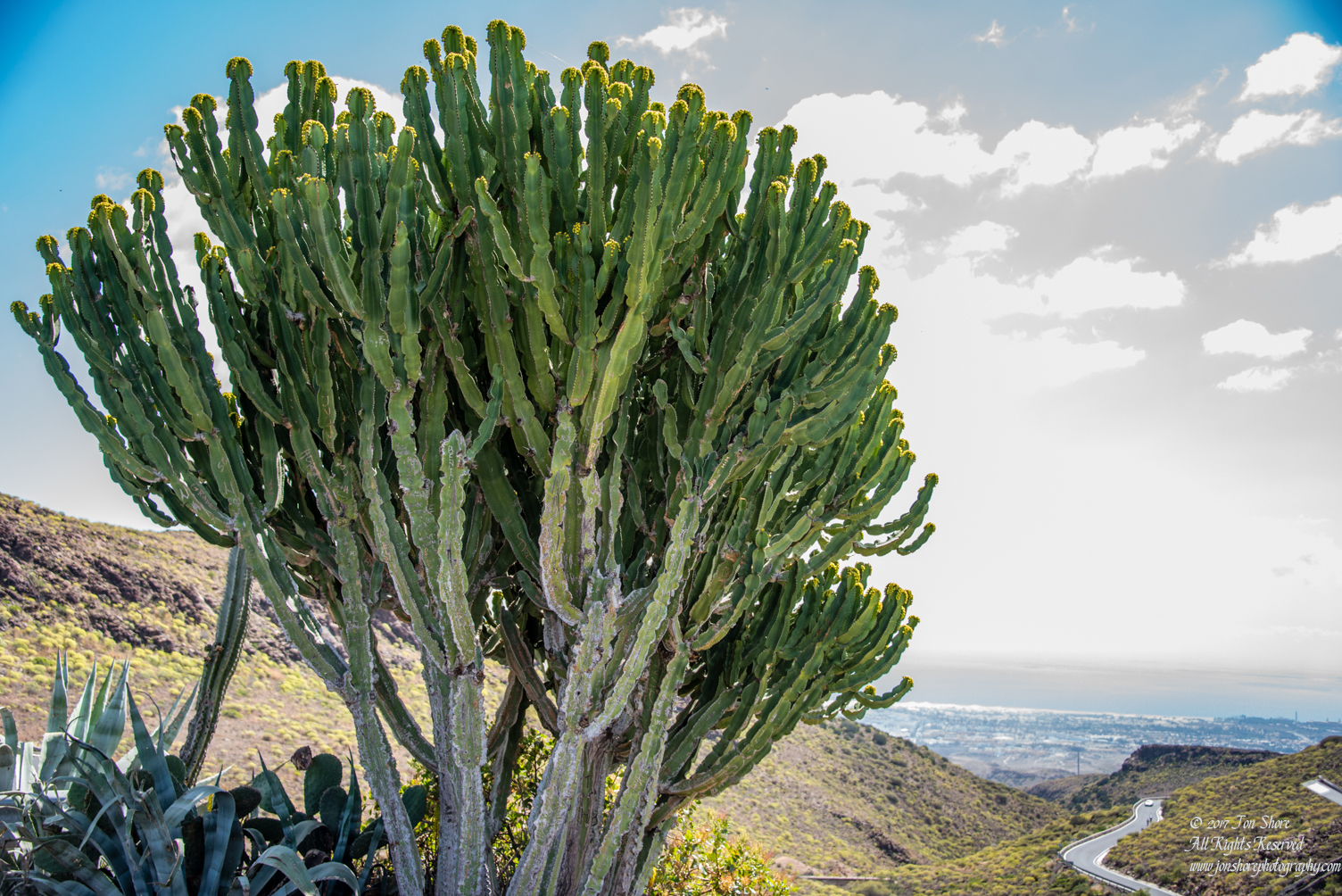 Cactus, Gran Canaria. Nikkor 50mm