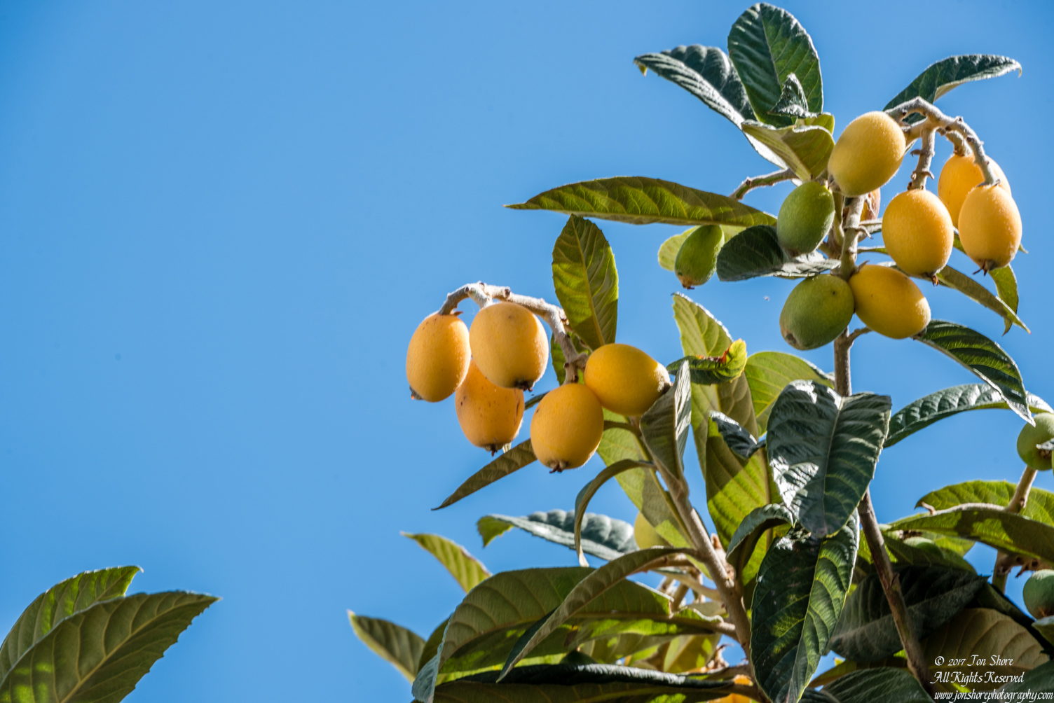 Yellow Fruit, Gran Canaria. Nikkor 300mm