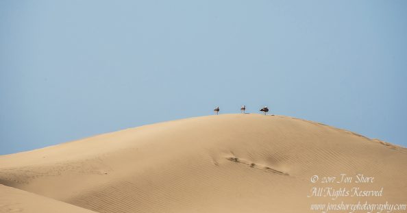 Desert at Maspalomas, Gran Canaria. Nikkor 300mm