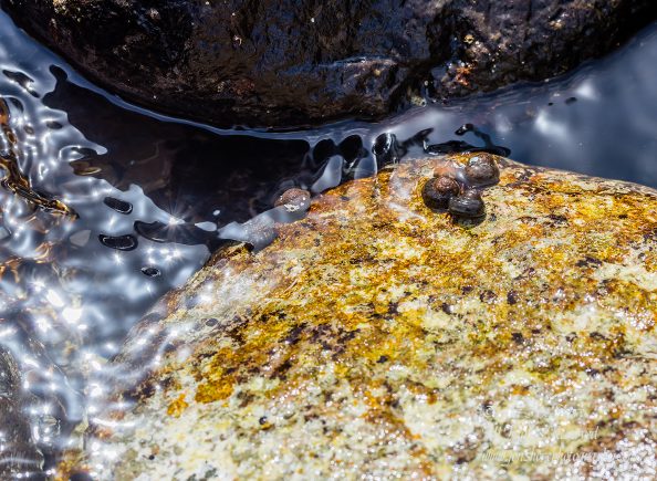 Macro of tiny shells with crabs. Playa de Cura, Gran Canaria. Tamron 90mm Macro