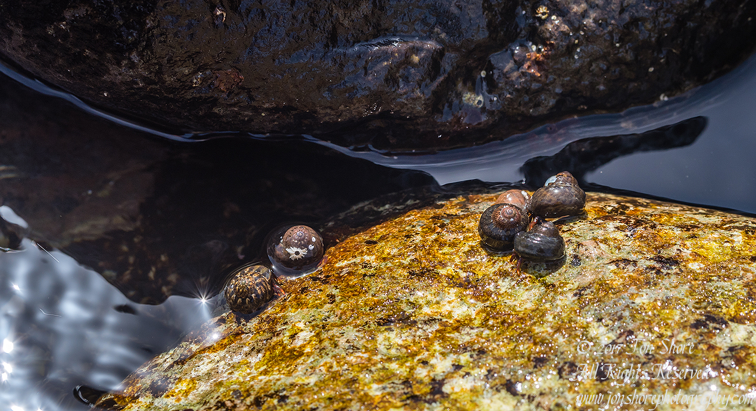 Macro of tiny shells with crabs. Playa de Cura, Gran Canaria. Tamron 90mm Macro