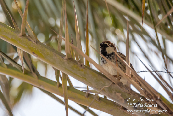 Spanish Sparrow Gran Canaria. Nikkor 300mm