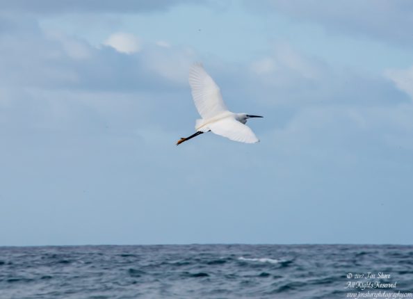 Little Egret, Punta San Lorenzo, Gran Canaria. Nikkor 300mm