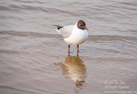 Black headed seagull Jurmala Spring 2017. Nikkor 300mm