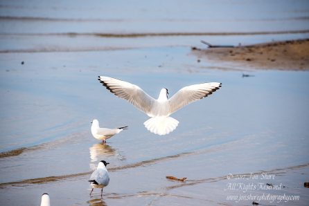 Black headed seagull Jurmala Spring 2017. Nikkor 300mm
