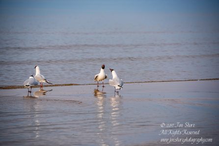 Black headed seagull Jurmala Spring 2017. Nikkor 300mm