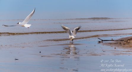 Black headed seagulls mating Jurmala Spring 2017. Nikkor 300mm
