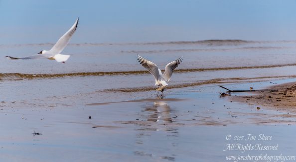 Black headed seagulls mating Jurmala Spring 2017. Nikkor 300mm