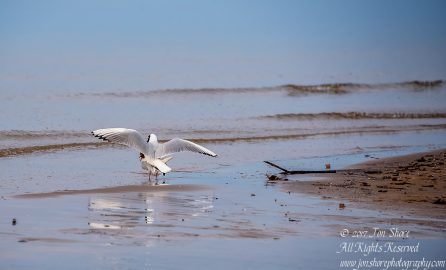 Black headed seagulls mating Jurmala Spring 2017. Nikkor 300mm