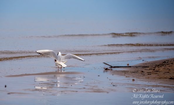 Black headed seagulls mating Jurmala Spring 2017. Nikkor 300mm