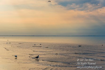 Black headed seagulls sunset Jurmala Spring 2017. Nikkor 200mm