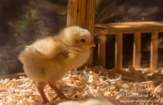 Hot Chick in Latvia. Nikkor 200mm